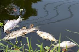 Dead fish floating in a polluted body of water, illustrating the harmful effects of agricultural runoff and water contamination.