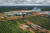 Palm Oil Plantation Deforestation