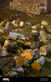 Harvesting fuelwood for the winter- pile of wood requiring splitting ...