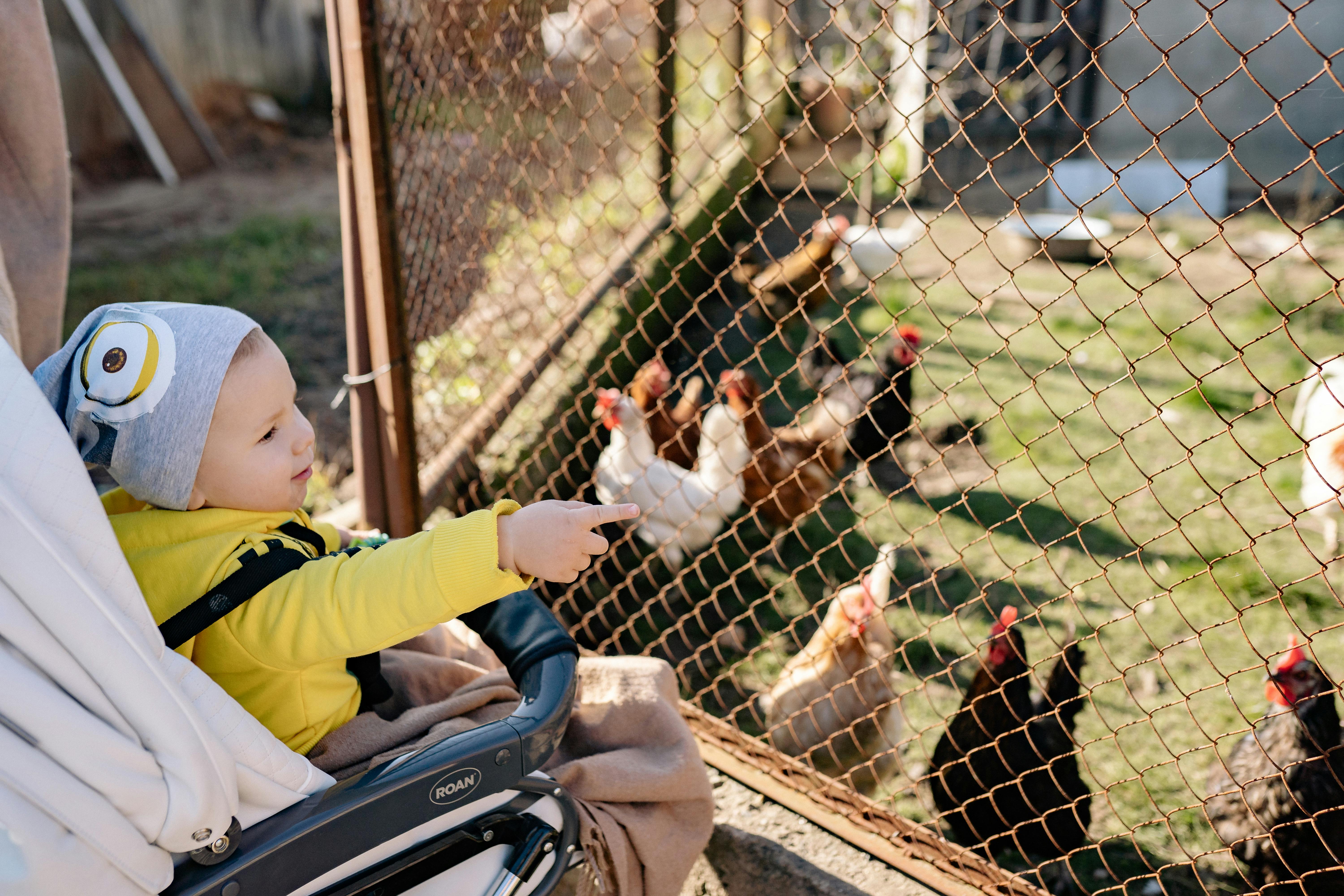 Child Pointing at Chickens
