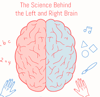 A picture showing two sides of the brain to explain how the information is processed in both parts