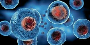 Stem Cell