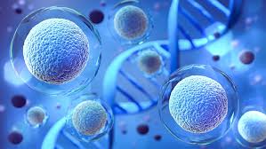 Stem Cell